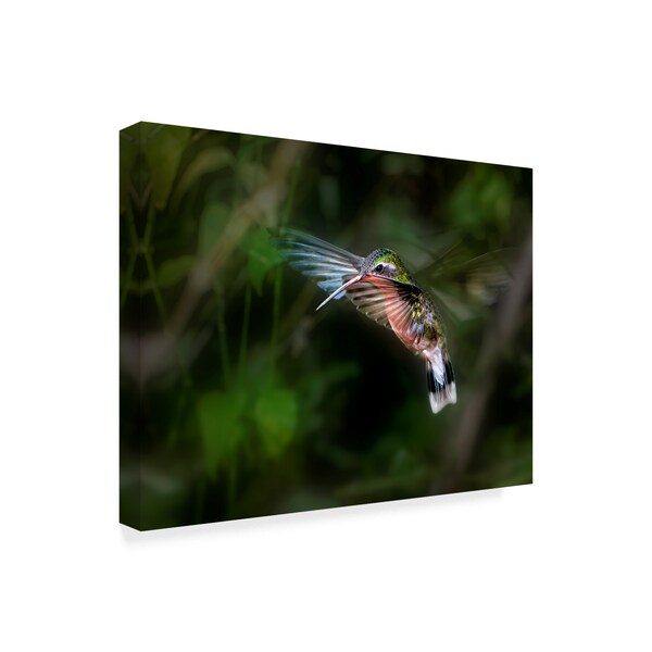 Leigh Pelton 'Hummingbird Flying' Canvas Art,24x32